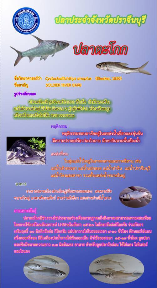 ปลาประจำหน่วยงาน..คลิก
