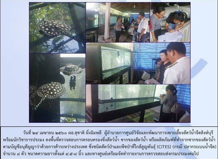 ศูนย์วิจัยและพัฒนาการเพาะเลี้ยงสัตว์น้ำจืดสิงห์บุรี ลงพื้นที่ตรวจสอบผู้ครอบครองกระเบนน้ำจืดในจังหวัดสิงห์บุรี..คลิก
