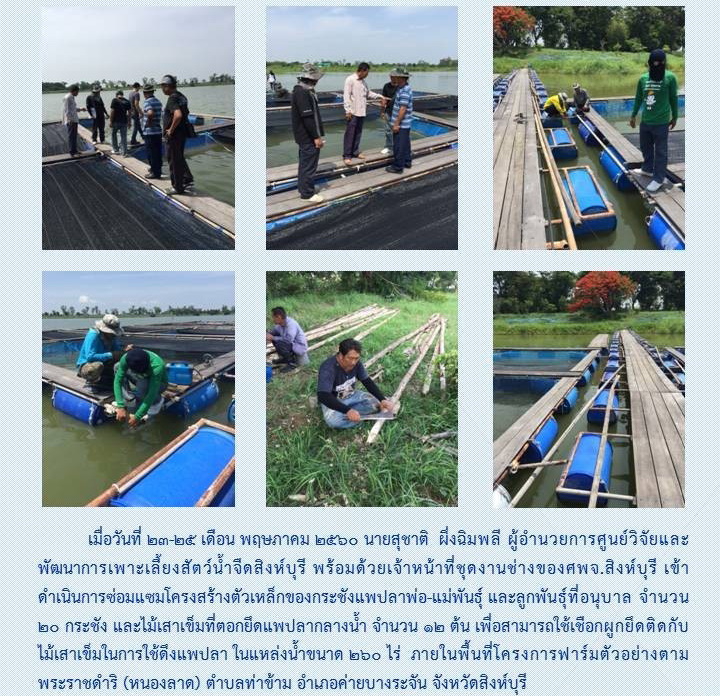ศพจ.สิงห์บุรี เข้าซ่อมแซมกระชังปลาในโครงการฟาร์มตัวอย่างตามพระราชดำริ (หนองลาด)..คลิก