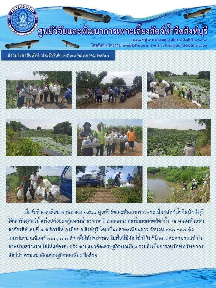 ศูนย์วิจันและพัฒนาการเพาะเลี้ยงสัตว์น้ำ้จืดสิงห์บุรี ได้ปล่อยพันธุ์สัตว์สู่แหล่งน้ำ ตามแผนเพิ่มผลผลิตพันธุ์สัตว์น้ำ..คลิก