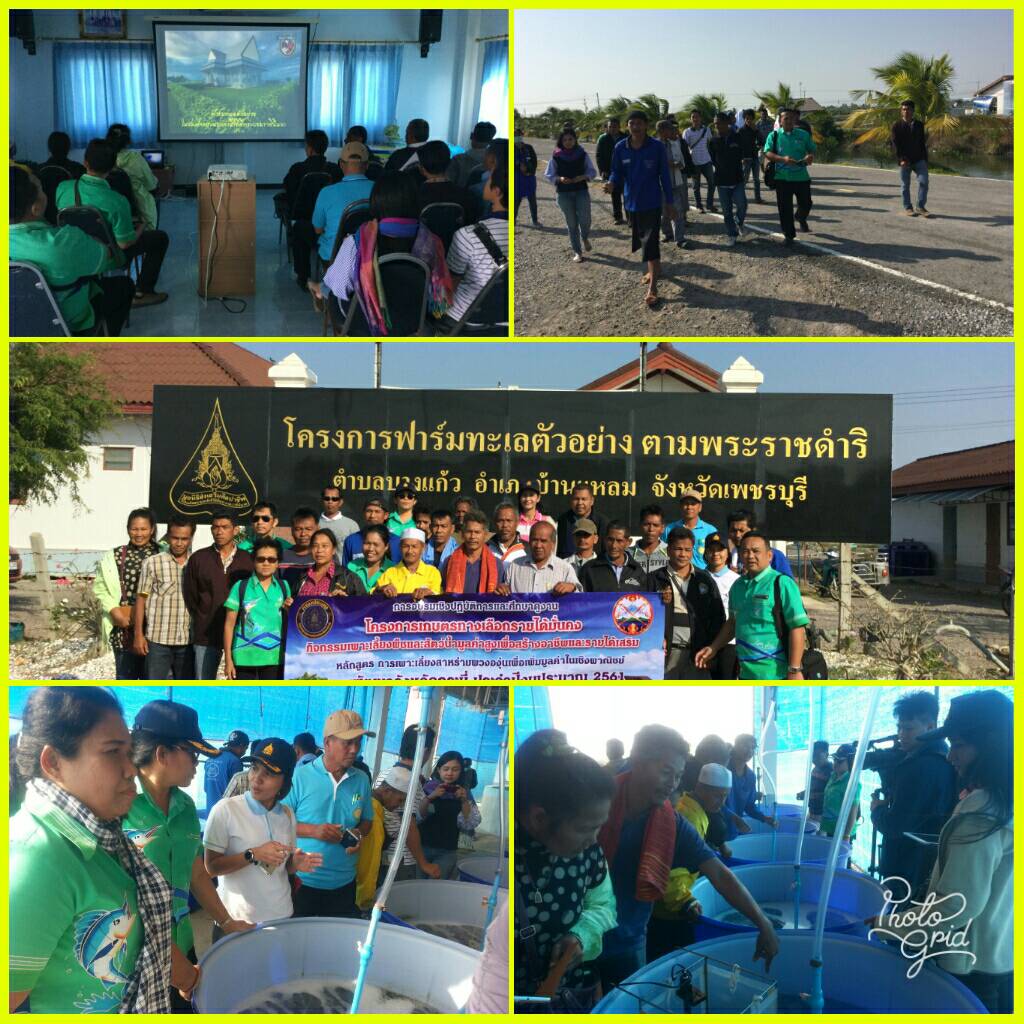 โครงการเกษตรทางเลือกรายได้มั่นคง..คลิก