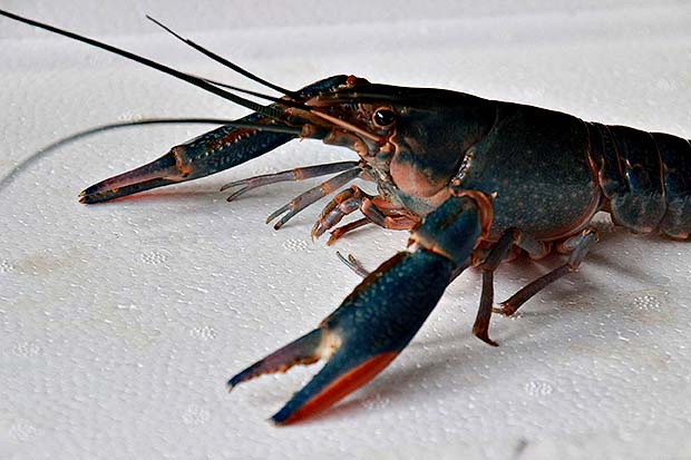 กุ้งก้ามแดง..คลิก