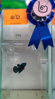 ผลการตัดสินการประกวดปลาสวยงาม..คลิก