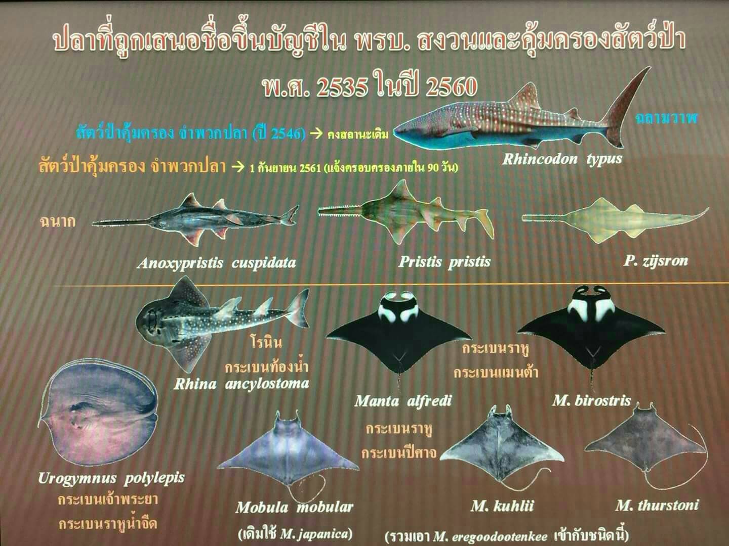 ประชาสัมพันธ์ด้วยกรมประมง เปิดรับเเจ้งการครอบครองสัตว์ป่าคุ้มครองชั่วคราว ซากสัตว์ป่าคุ้มครอง หรือผลิตภัณฑ์ที่ทำจากซากของสัตว์ป่าคุ้มครอง