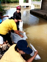 โครงการการเพิ่มผลผลิตกุ้งก้ามกรามในแหล่งน้ำจังหวัดตรังเพื่อสร้างอาชีพ..คลิก