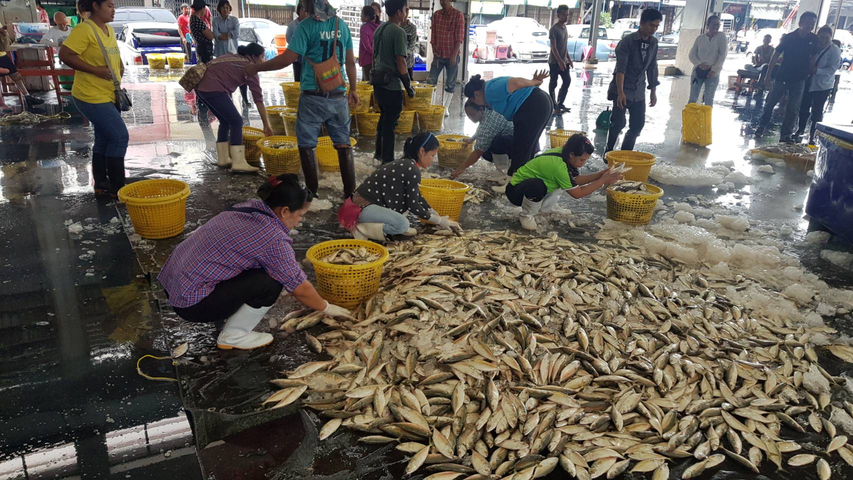 การขายทอดตลาดสัตว์น้ำ..คลิก