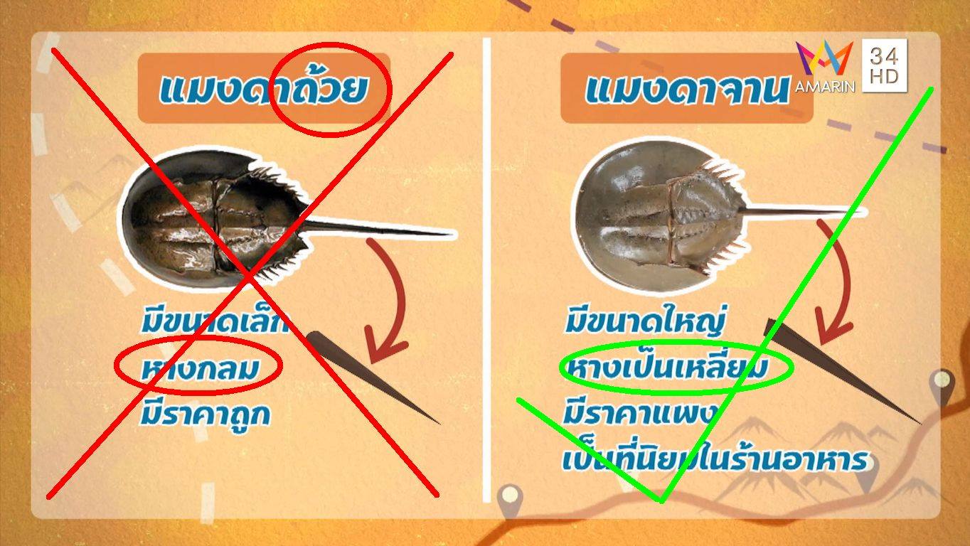 เตือนอันตรายจาการสั่ง “ไข่แมงดา” “ยำไข่แมงดาทะเล” เมนูสุดแซ่บ ระวังเจอไข่แมงดาถ้วย !! พิษแรง...อันตรายถึงชีวิต..คลิก