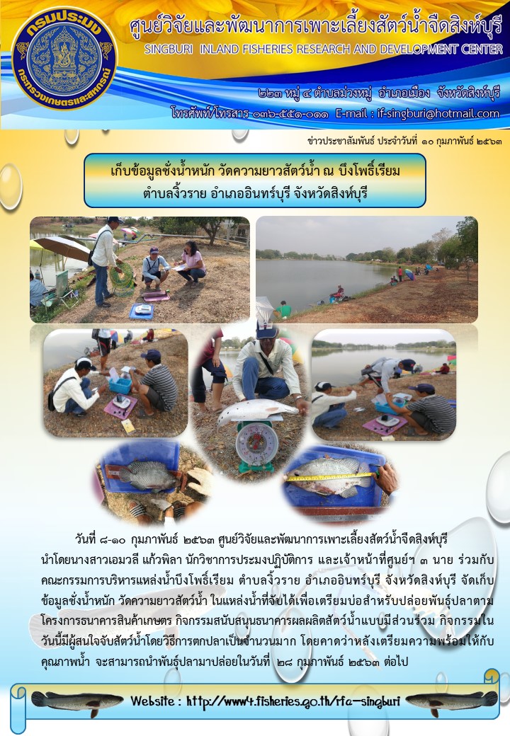 เก็บข้อมูลชั่งน้ำหนัก วัดความยาวสัตว์น้ำ ณ บึงโพธิ์เรียม  ตำบลงิ้วราย อำเภออินทร์บุรี จังหวัดสิงห์บุรี..คลิก