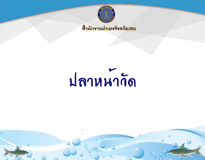ปลาหน้าวัด..คลิก
