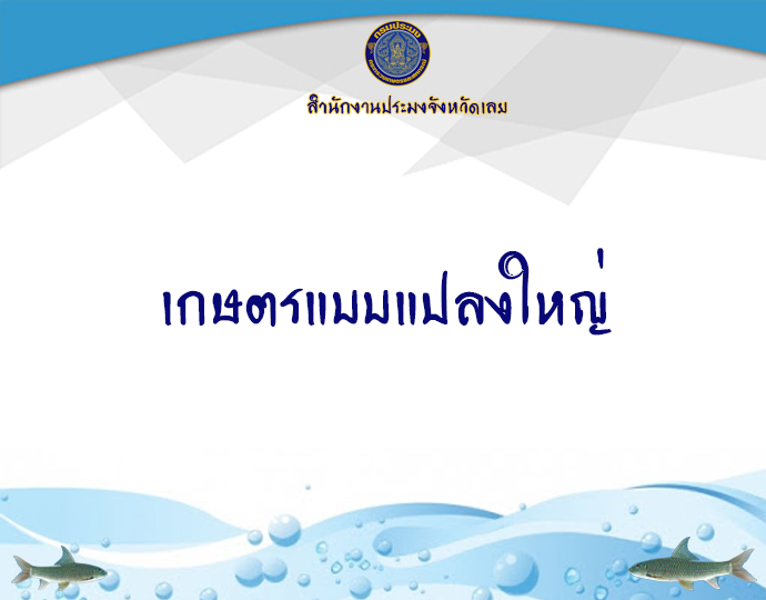 ระบบส่งเสริมเกษตรแบบแปลงใหญ่..คลิก