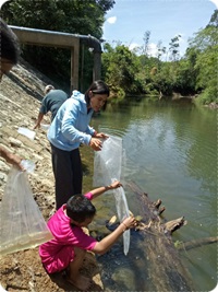 ปล่อยกุ้งก้ามกรามลงแหล่งน้ำธรรมชาติ..คลิก