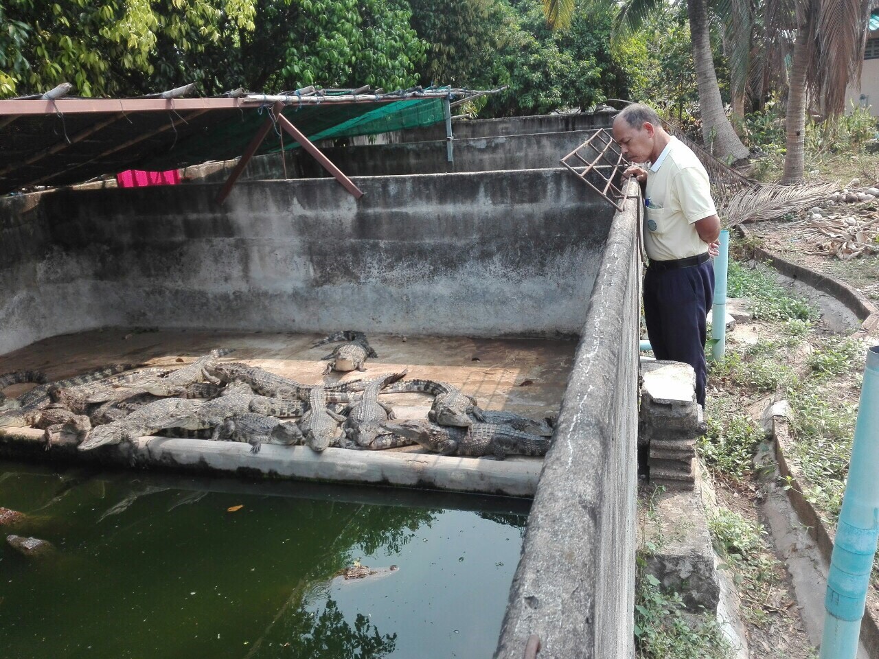 ลงตรวจสอบบ่อเลี้ยงจระเข้น้ำจืด..คลิก