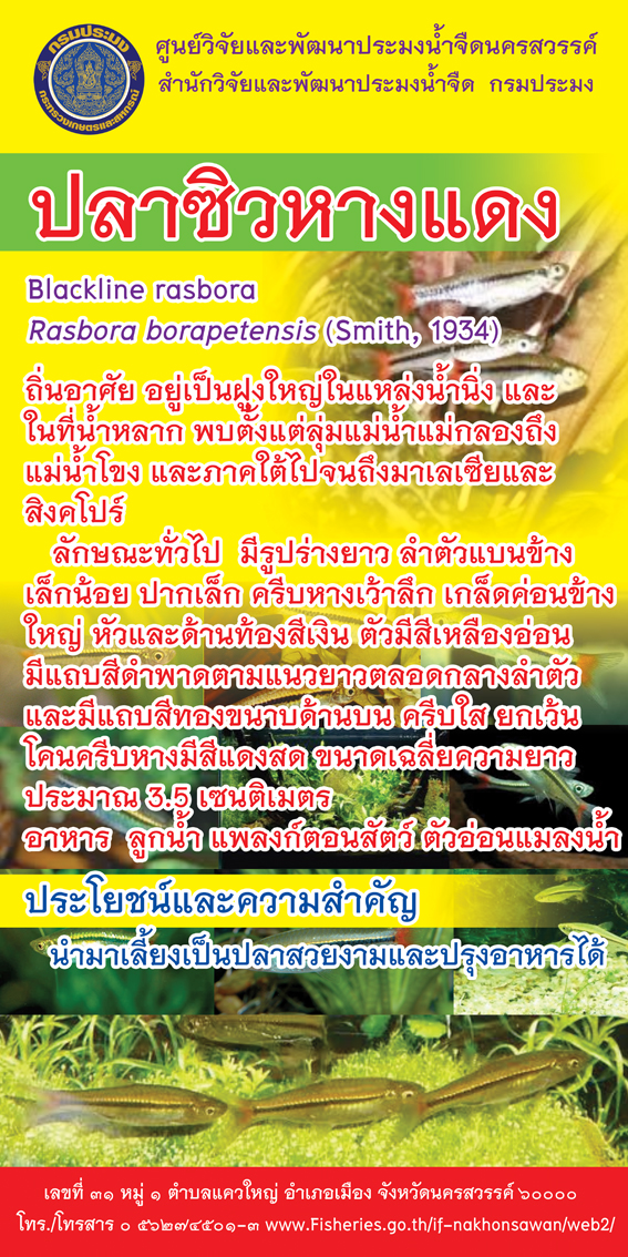 ปลาประจำหน่วยงาน..คลิก