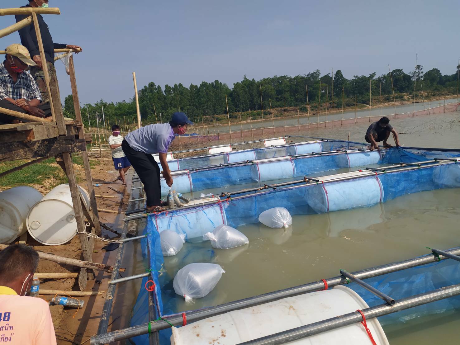ปล่อยพันธุ์ปลาโครงการธนาคารสินค้าเกษตร กิจกรรมสนับสนุนธนาคารผลผลิตสัตว์น้ำแบบมีส่วนร่วม บ้านผึ้ง ม.4 ต.จานลาน อ.พนา จ.อำนาจเจริญ..คลิก