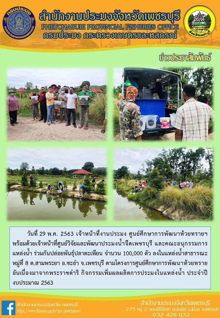 เจ้าหน้าที่งานประมง ศูนย์ศึกษาการพัฒนาห้วยทรายฯ พร้อมด้วยเจ้าหน้าที่ศูนย์วิจัยและพัฒนาประมงน้ำจืดเพชรบุรี และคณะอนุกรรมการแหล่งน้ำ ร่วมกันปล่อยพันธุ์ปลาตะเพียน จำนวน 100,000 ตัว ลงในแหล่งน้ำสาธารณะ