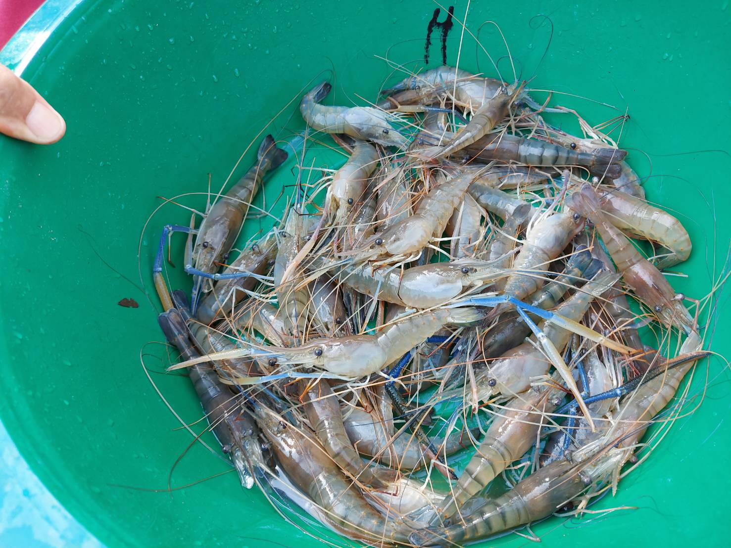 ตรวจเช็คการเจริญเติบโตกุ้งก้ามกราม ครั้งที่ 2 ณ แหล่งน้ำหนองสระ บ้านโพนเมือง ต.ไม้กลอน อ.พนา จ.อำนาจเจริญ ตามโครงการสร้างรายได้จากอาชีพประมงในแหล่งน้ำชุมชนฯ..คลิก