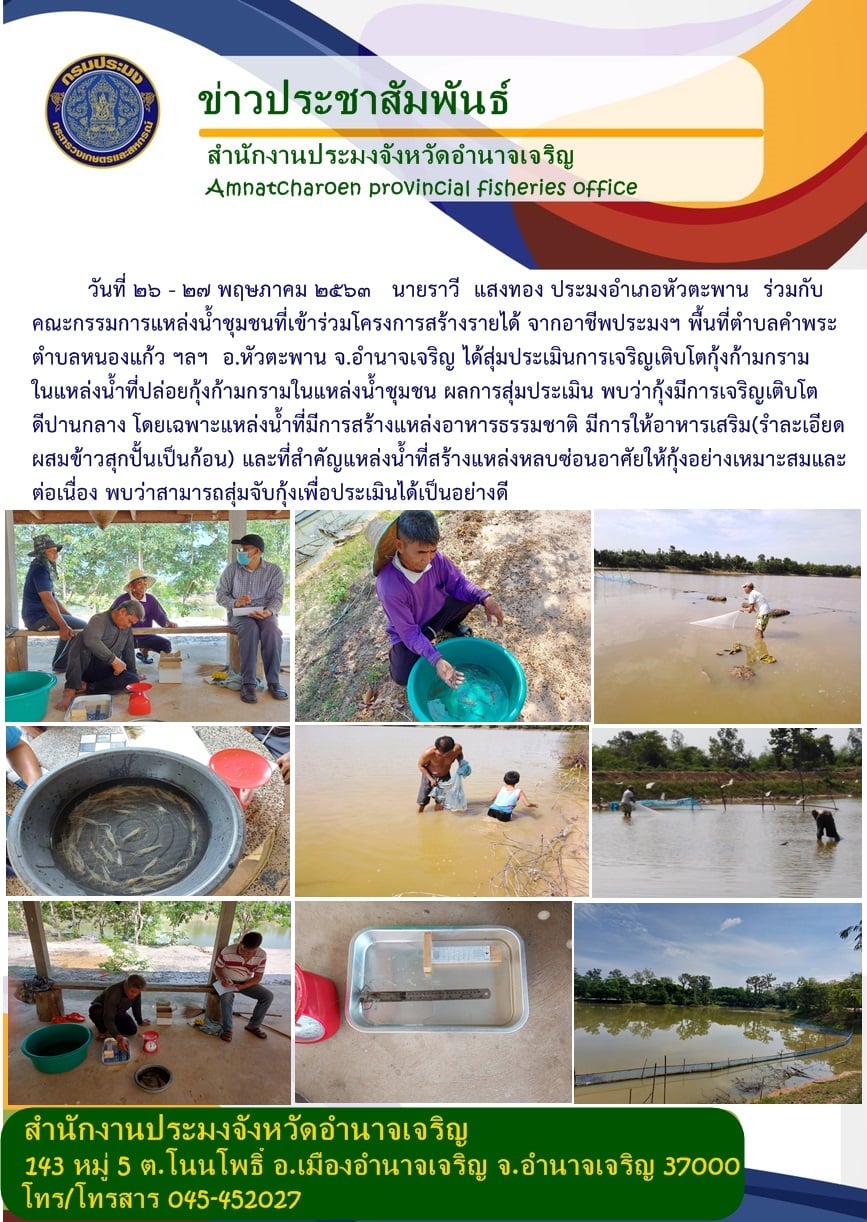 สุ่มประเมินการเจริญเติบโตกุ้งก้ามกราม โครงการสร้างรายได้จากอาชีพประมงในแหล่งน้ำชุมชนฯ พื้นที่ตำบลคำพระ ต.หนองแก้ว อ.หัวตะพาน จ. อำนาจเจริญ..คลิก