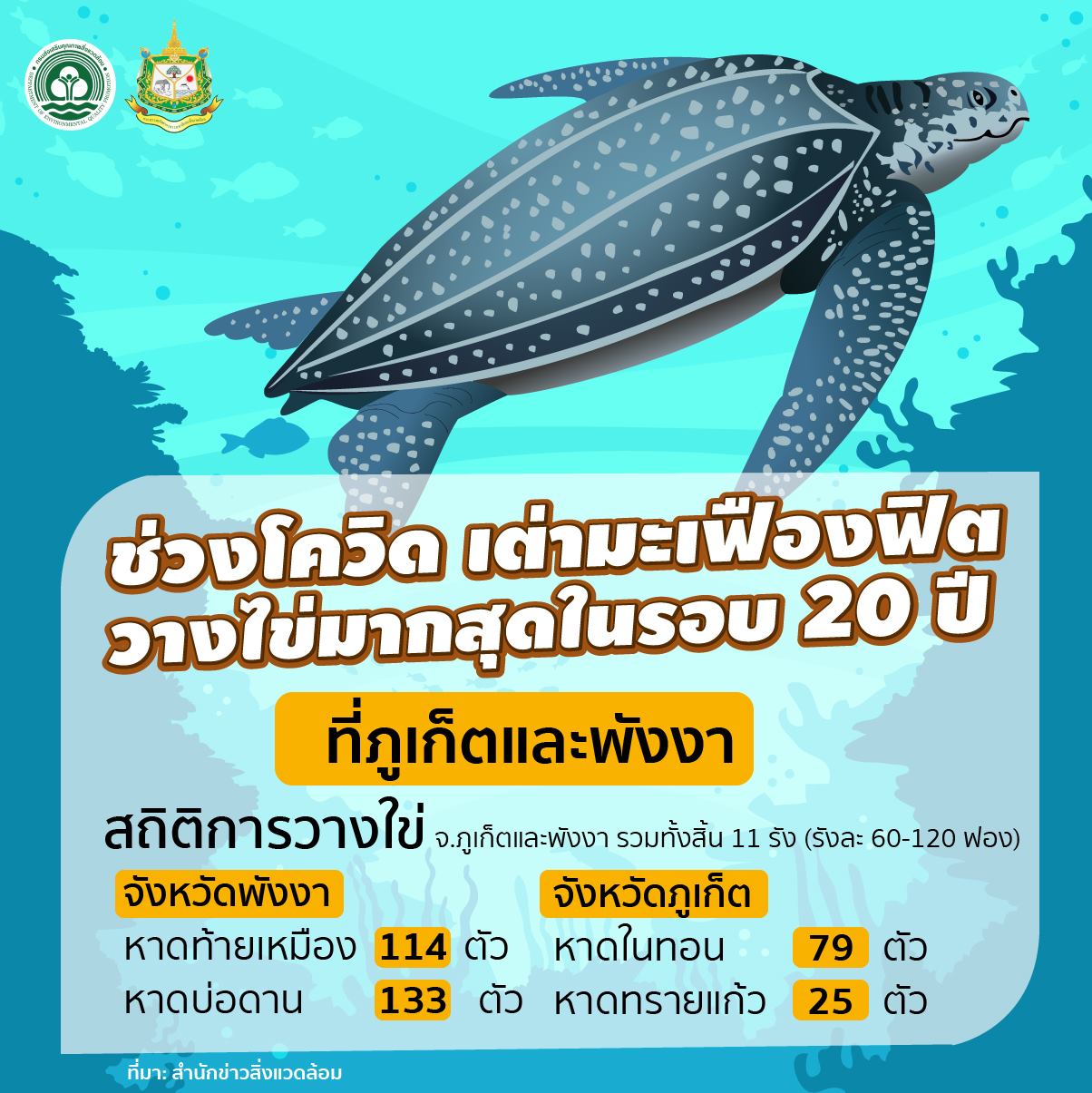 ช่วงที่เชื้อไวรัสโควิด-19 กำลังแพร่ระบาด เต่ามะเฟือง ฟิตวางไข่มากสุดในรอบ 20 ปี..คลิก