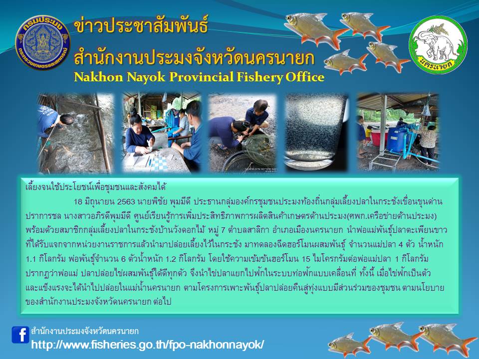 วันที่ 18 มิถุนายน 2563 โครงการเพาะพันธุ์ปลาปล่อยคืนสู่ทุ่งแบบมีส่วนร่วมของชุมชน ตามนโยบายของสำนักงานประมงจังหวัดนครนายก..คลิก