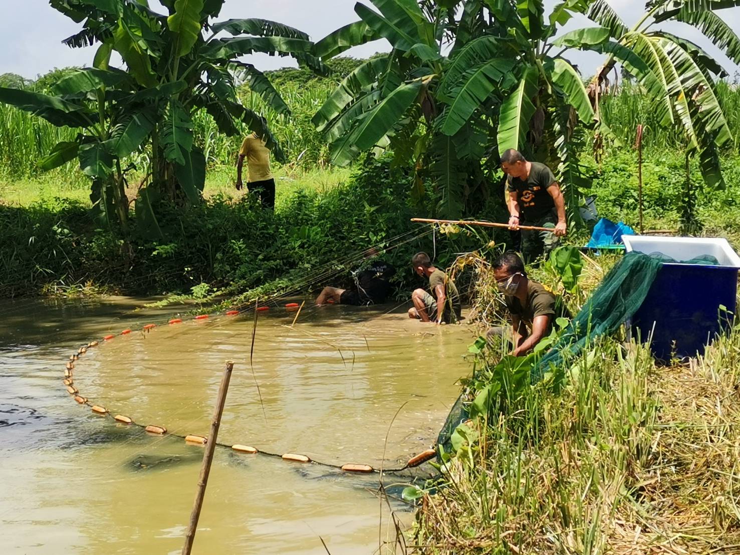 วันที่ 22 มิถุนายน 2563 ตีอวนเพื่อรวบรวมพันธุ์ปลา ที่บ่อปลา โรงเรียนทหารการสัตว์ กรมการทหารการสัตว์..คลิก