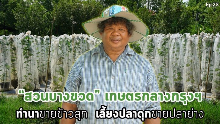 “สวนบางขวด” เกษตรกลางกรุงฯ ทำนาขายข้าวสุก เลี้ยงปลาดุกขายปลาย่าง บนพื้นที่ราคาพันล้านบาท..คลิก