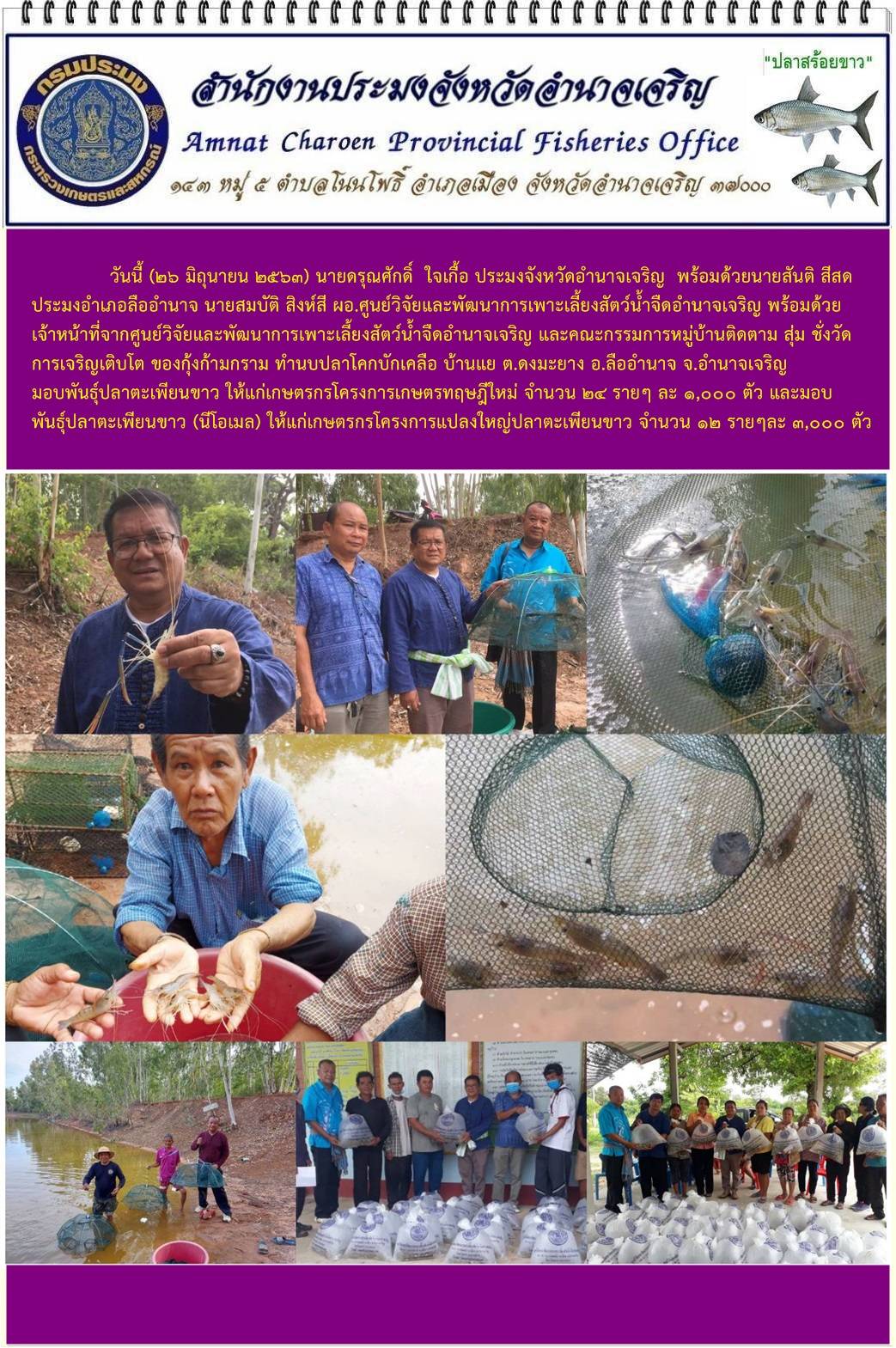 ประมงจังหวัดอำนาจเจริญ ติดตาม สุ่ม ชั่งวัด การเจริญเติบโต ของกุ้งก้ามกราม โครงการสร้างรายได้แก่เกษตรกรในแหล่งน้ำชุมชนฯ แหล่งน้ำทำนบปลาโคกบักเคลือ บ้านแย ต.ดงมะยาง อ.ลืออำนาจ จ.อำนาจเจริญ  และมอบพันธุ์ปลาตะเพียนขาว (นีโอเมล) ให้แก่เกษตรกรโครงการแปลงใหญ่ปลาตะเพียนขาว จำนวน 12 ราย..คลิก