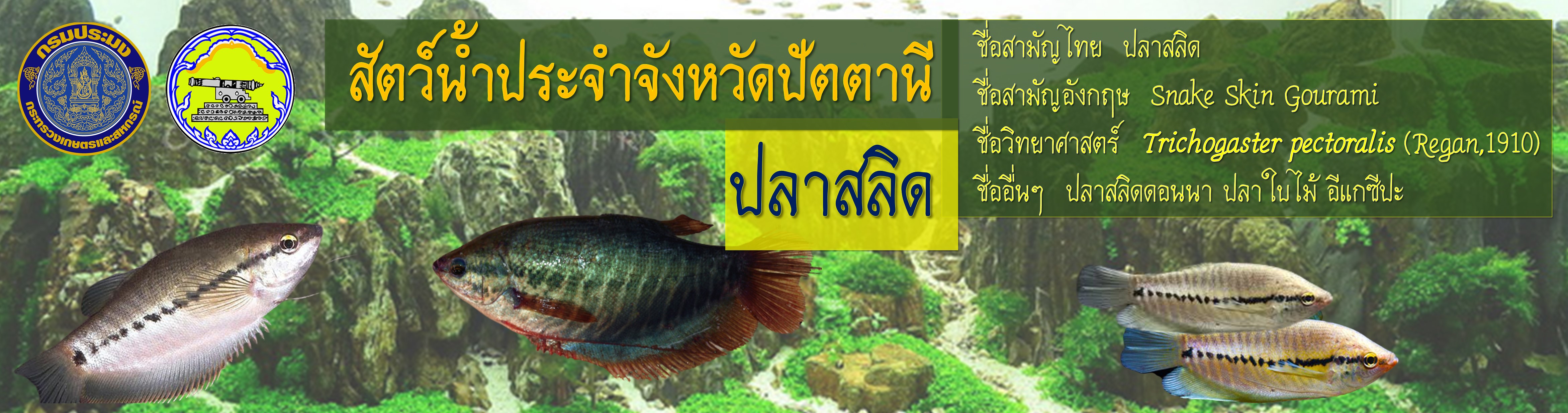 สัตว์น้ำประจำจังหวัดปัตตานี..คลิก