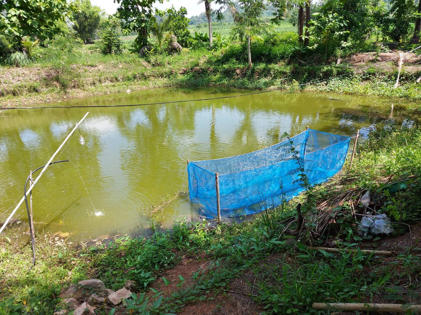 วันที่ 26 มินายน 2563 นายสาโรจน์ สนิทไทย ประมงอำเภอสุวรรณคูหา..คลิก