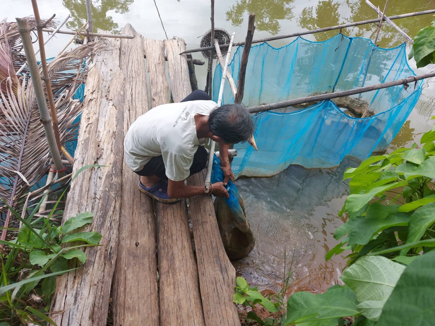 วันที่ 2 กรกฎาคม 2563 นายชัยพร มังคะละแสน ประมงอำเภอนากลาง..คลิก