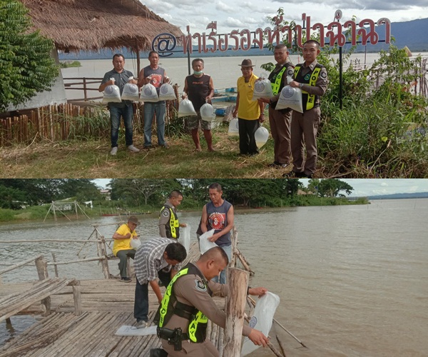 มอบพันธุ์กุ้งก้ามกรามให้กับชุมชนและเกษตรกร 500 ถุง. จำนวน 1,000,000 ตัว  ในโครงการประมงมีส่วนร่วม..คลิก