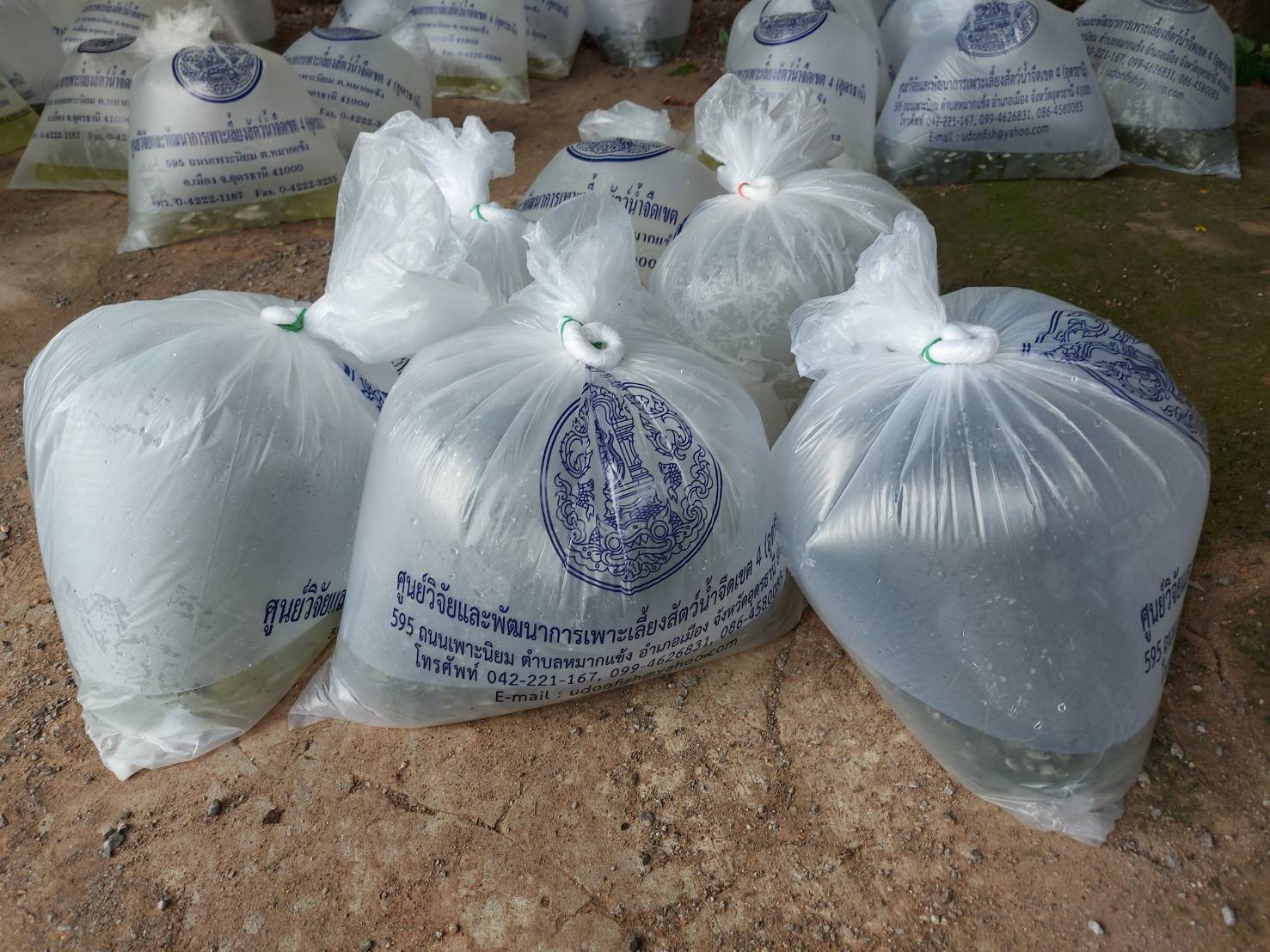 วันที่ 11 สิงหาคม 2563 นายบุญหลาย กลุนารัตน์ ประมงจังหวัดหนองบัวลำภู..คลิก