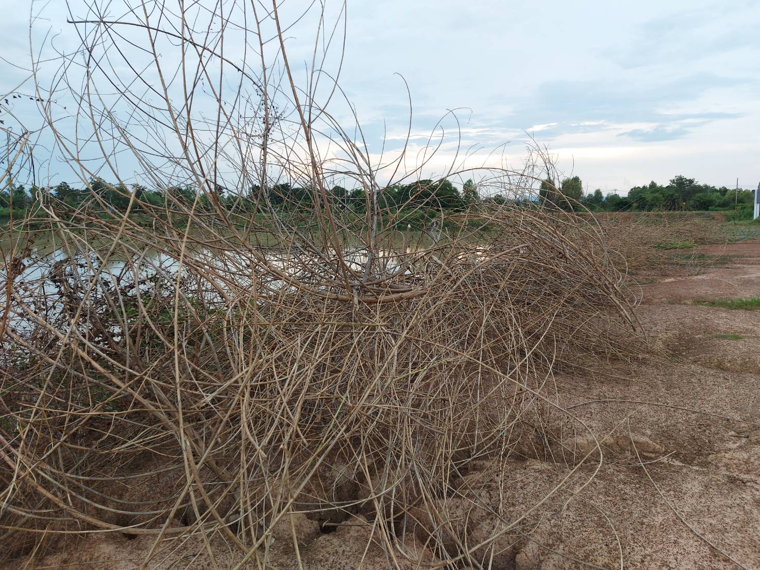 วันที่ 31 สิงหาคม 2563 นายวิทยา ประเสริฐสังข์ ประมงอำเภอโนนสัง..คลิก