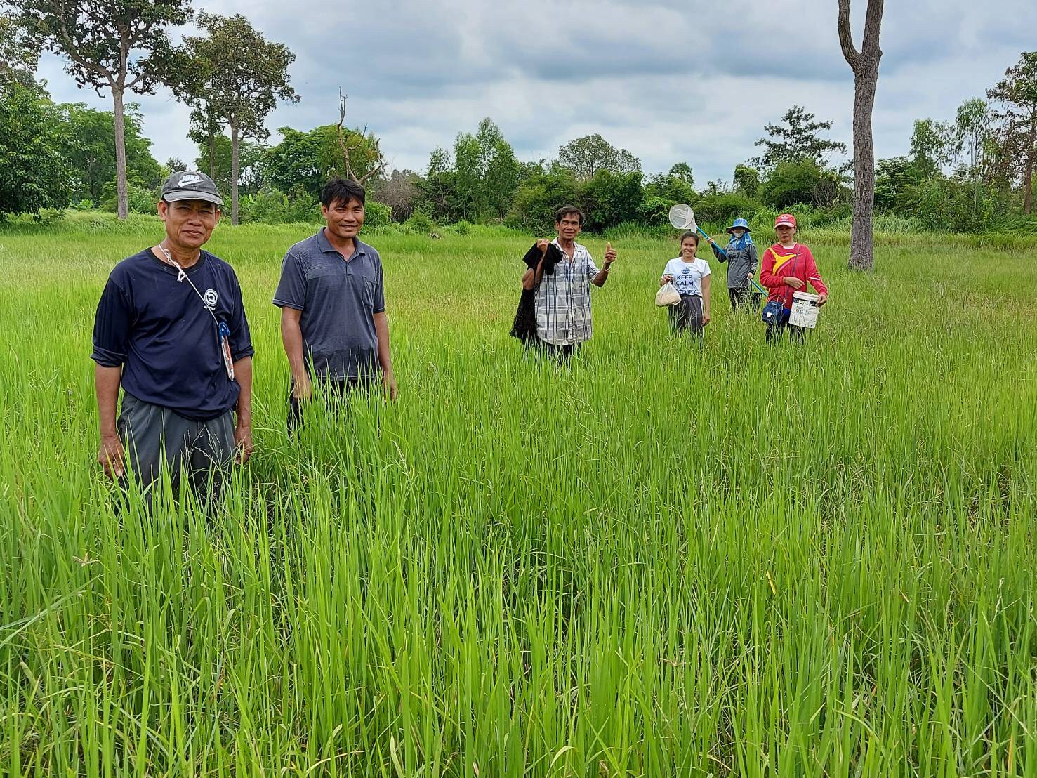 การลงพื้นที่ตรวจติดตาม เกษตรกรที่เข้าร่วมโครงการเลี้ยงปลาในนาข้าวอินทรีย์ จังหวัดอุบลราชธานี ปี 2563   ณ หมู่ 6 บ้านทุ่งเพียง ตำบลสว่าง อำเภอสว่างวีระวงศ์ จังหวัดอุบลราชธานี..คลิก