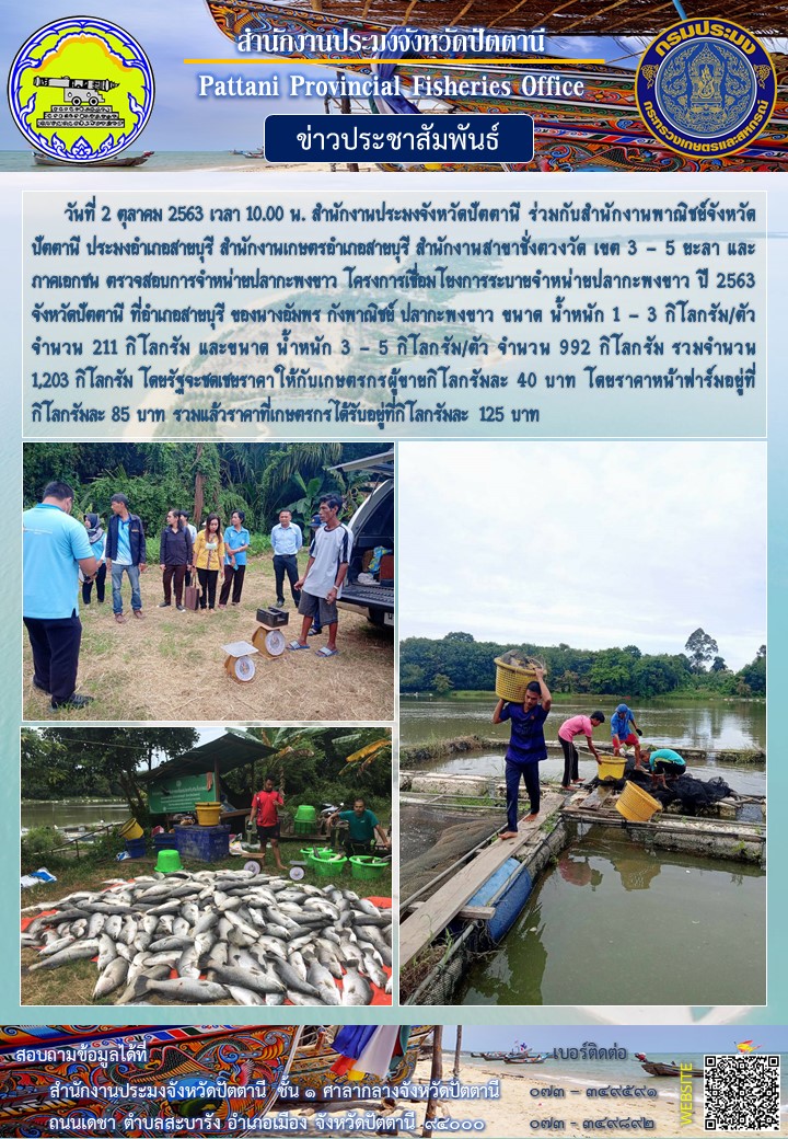 ตรวจสอบการจำหน่ายปลากะพงขาว โครงการเชื่อมโยงการระบายจำหน่ายปลากะพงขาว ปี 2563 จังหวัดปัตตานี..คลิก