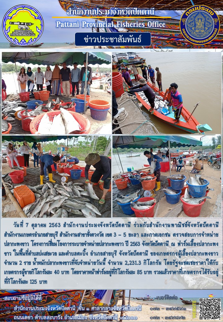 ตรวจสอบการจำหน่ายปลากะพงขาว โครงการเชื่อมโยงการระบายจำหน่ายปลากะพงขาว ปี 2563 จังหวัดปัตตานี..คลิก