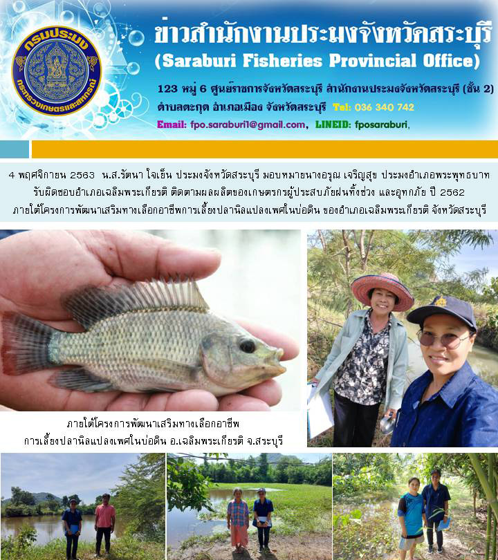จังหวัดสระบุรี ติดตามผลผลิตของเกษตรกรผู้ประสบภัยฝนทิ้งช่วง และอุทกภัย ปี 2562 ภายใต้โครงการพัฒนาเสริมทางเลือกอาชีพการเลี้ยงปลานิลแปลงเพศในบ่อดิน ของอำเภอเฉลิมพระเกียรติ จังหวัดสระบุรี