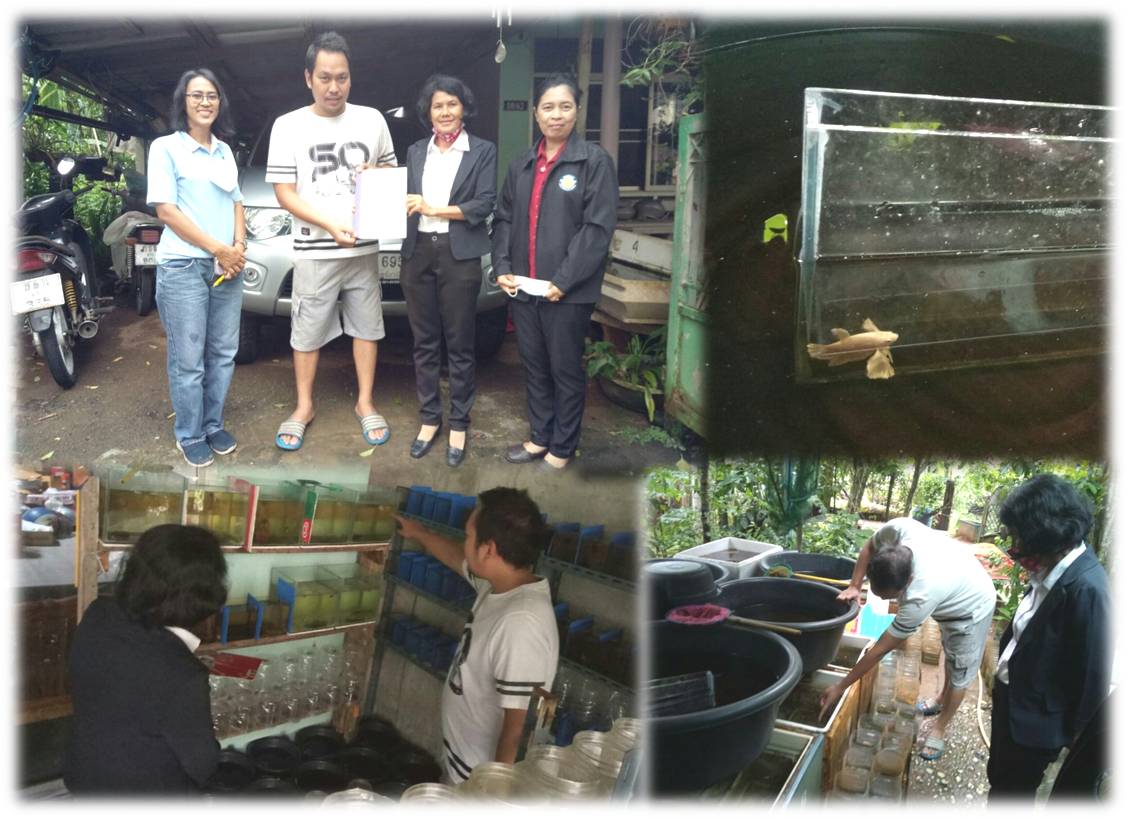กิจกรรม ตรวจสอบและรับรองมาตรฐานฟาร์มเพาะเลี้ยงสัตว์น้ำ (สัตว์น้ำสวยงาม)