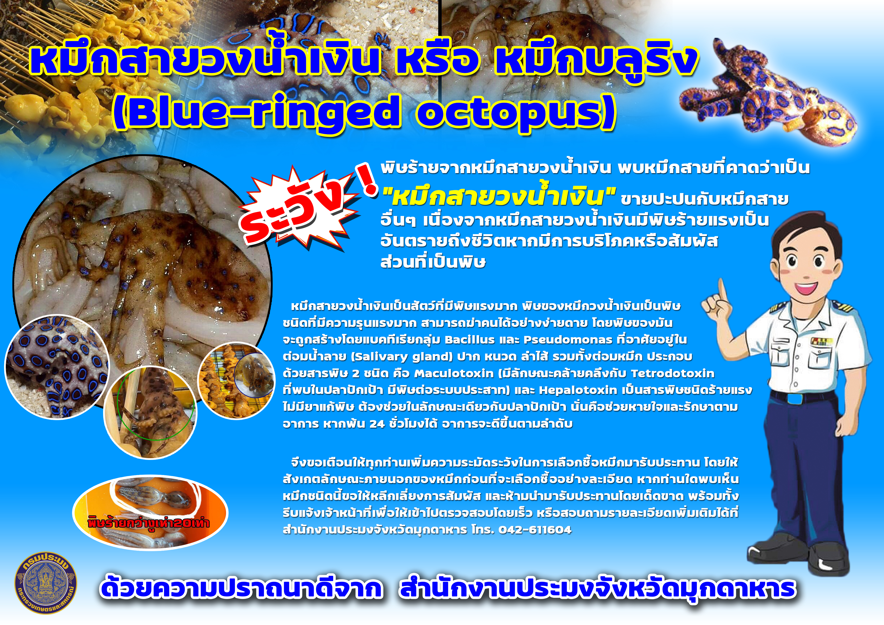 ระวังหมึกสายวงน้ำเงิน