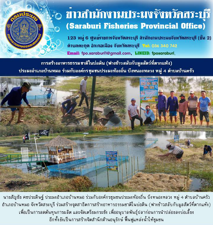 การสร้างอาหารธรรมชาติในบ่อดิน (ฟางข้าวสลับกับมูลสัตว์ที่ตากแห้ง) ประมงอำเภอบ้านหมอ ร่วมกับองค์กรชุมชนประมงท้องถิ่น บึงหนองหลวง หมู่ 4 ตำบลบ้านครัว จังหวัดสระบุรี
