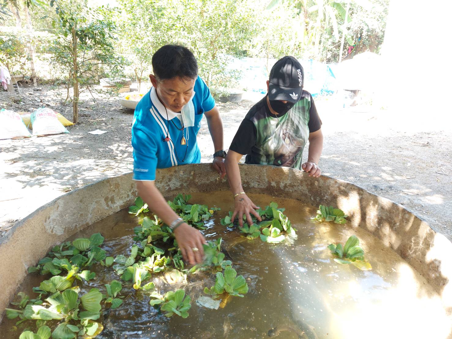 ผู้เลี้ยงปลาดุกแปลงใหญ่ วังม่วง สนับสนุนปัจจัยการผลิตแกผู้ผ่านการอบรม โคก หนอง นา ของกรมราชทัณฑ์ (เลี้ยงปลาดุกในอ่างซีเมนต์)