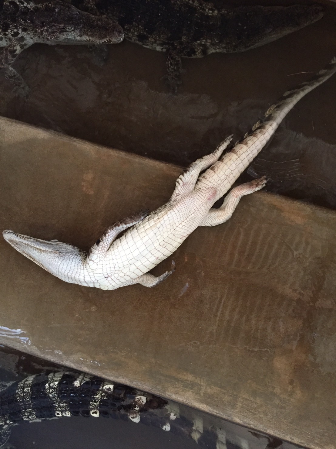 วันที่ 9 กุมภาพันธ์ 2564นายวิทยา ประเสริฐสังข์ ประมงอำเภอโนนสัง ปฏิบัติงาน ควบคุมด้านประมงตาม พรก.2558 และพรบ.สงวนและคุ้มครองสัตว์ พ.ศ.2562..คลิก