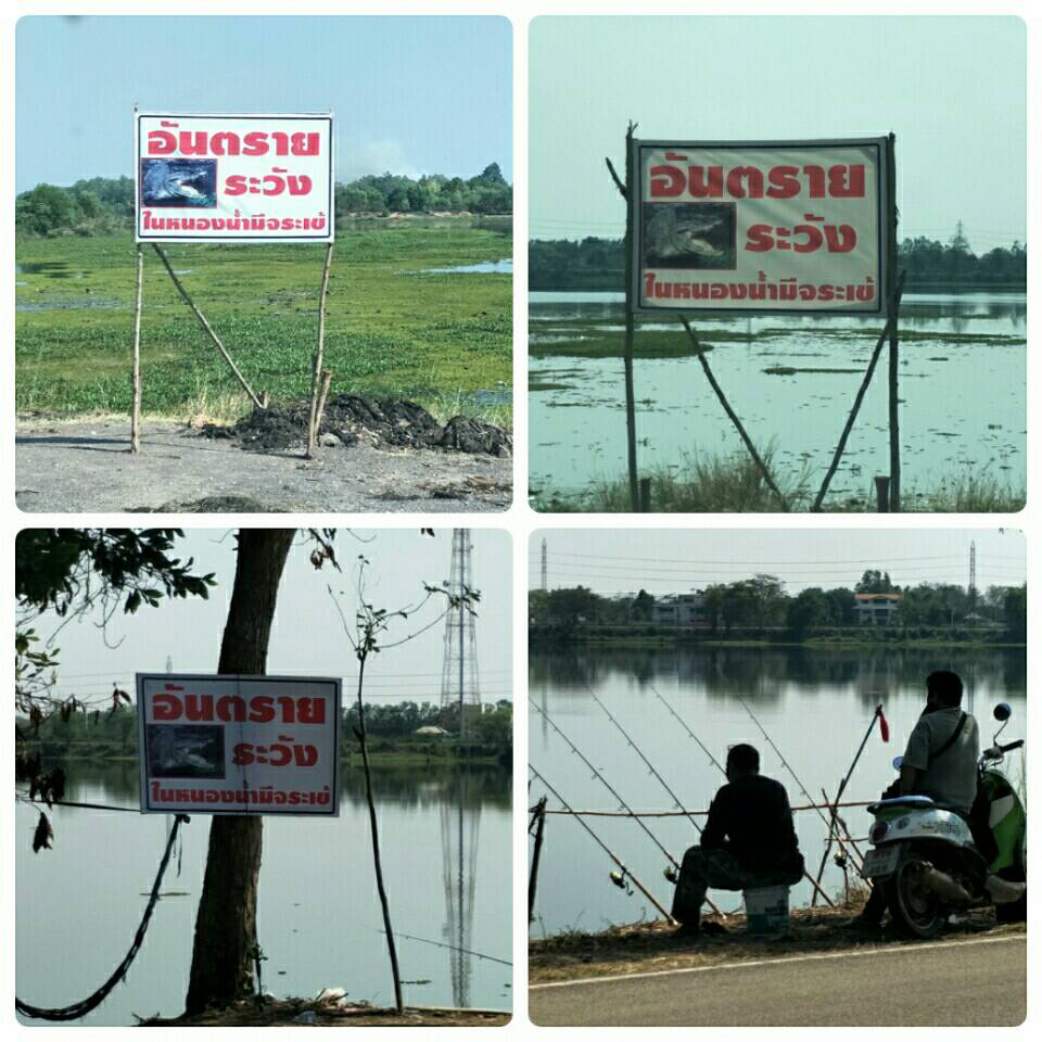 ติดตามการบริหารจัดการจระเข้ ณ หนองปลาแขยง อ.กบินทร์บุรี..คลิก