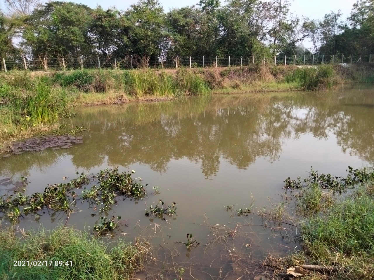 วันที่ 17 กุมภาพันธ์ 2564 เวลา 13.30 น. นายบุญหลาย กุลนารัตน์ ประมงจังหวัดหนองบัวลำภู มอบหมายให้ นายสมจิตร์ พงษ์ภุมมา หัวหน้ากลุ่มบริหารจัดการด้านการประมง พร้อมด้วย นางสาวมลฤดี ลิ้มสุวรรณ ประมงอำเภอศรีบุญเรือง..คลิก