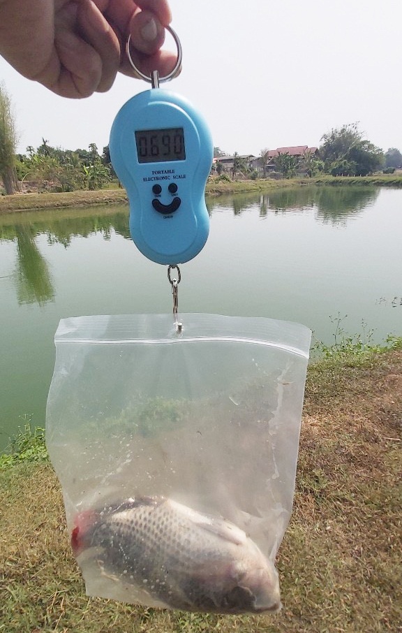 ออกตรวจประเมินฟาร์มเพื่อต่ออายุใบรับรองมาตรฐานการปฏิบัติทางการเพาะเลี้ยงสัตว์น้ำที่ดี สำหรับการผลิตสัตว์น้ำจืด (GAP) กรมประมง..คลิก