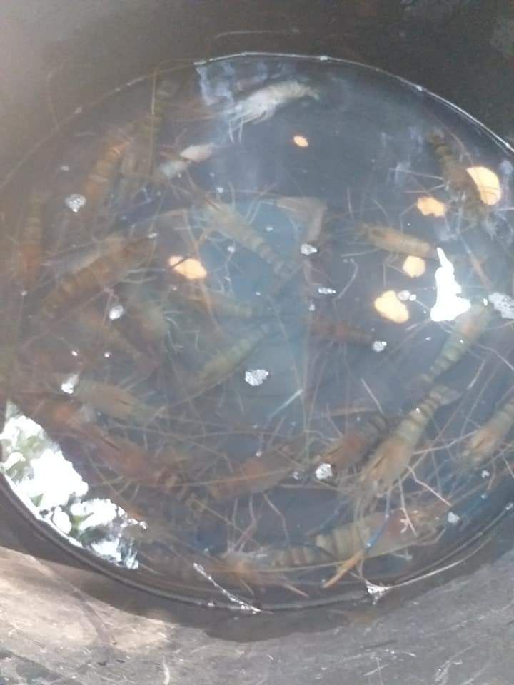 ชาวบ้านเฮ กุ้งแม่น้ำระบาดหนัก ตกได้ทุกวันที่นครนายก..คลิก