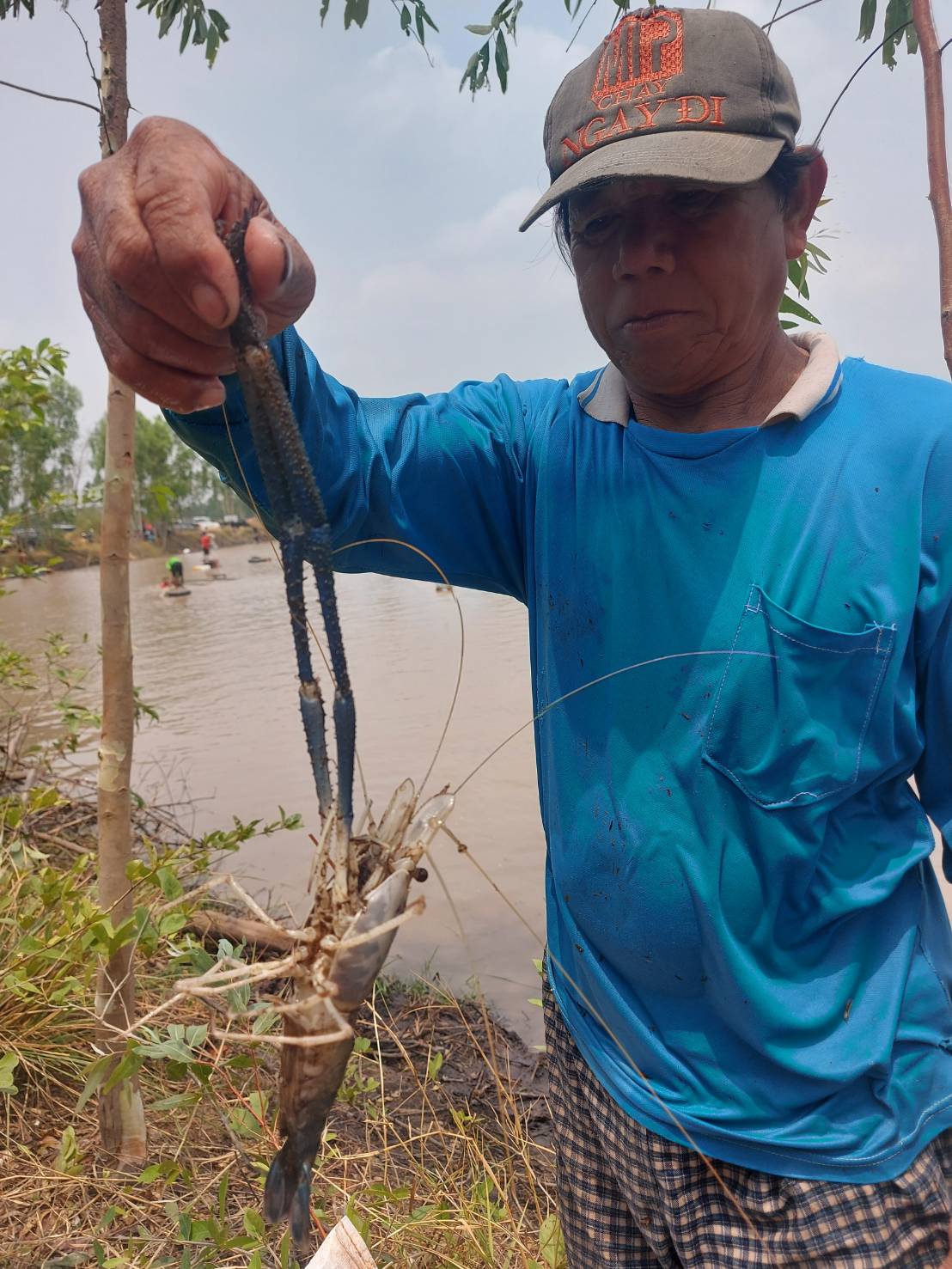 เปิดจับปลาและกุ้งก้ามกราม ในแหล่งน้ำหนองกะโยม บ้านศรีคูณ ต.จานลาน อ.พนา จ.อำนาจเจริญ..คลิก