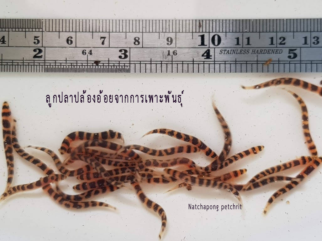 แนะนำโครงการพัฒฯาการเพาะเลี้ยปลาปล้องอ้อยเพื่อการค้าและการอนุรักษ์..คลิก