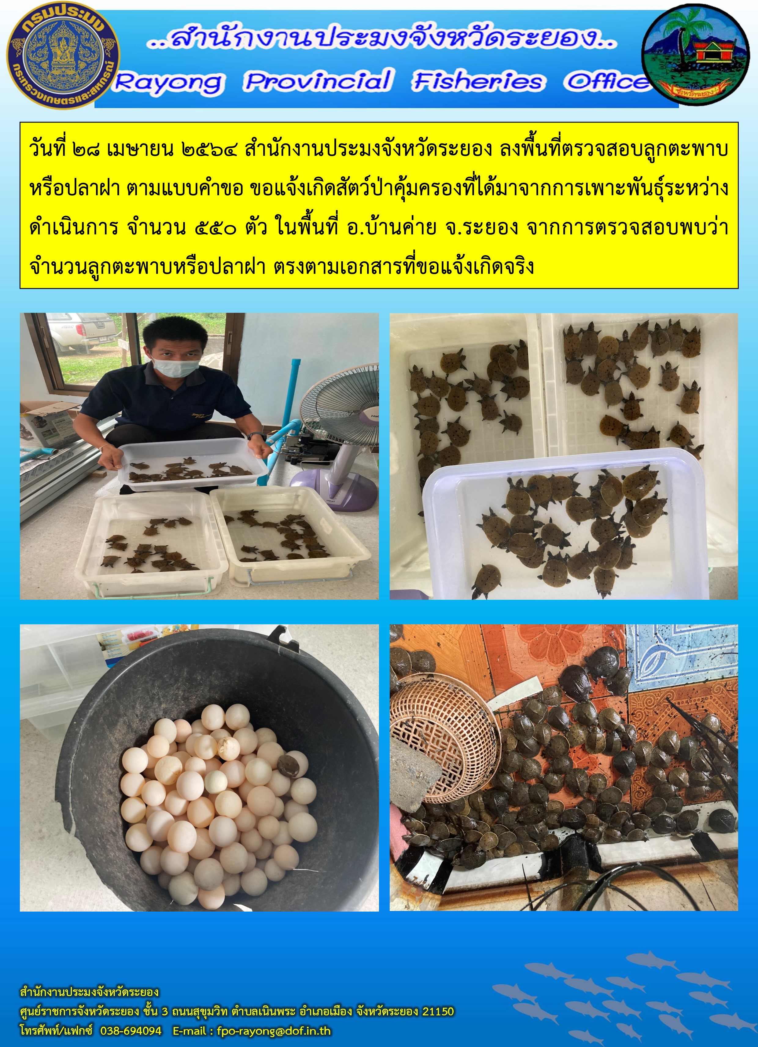 วันที่ 28 เมษายน 2564 สำนักงานประมงจังหวัดระยอง ลงพื้นที่ตรวจสอบลูกตะพาบหรือปลาฝา ตามแบบคำขอ ขอแจ้งเกิดสัตว์ป่าคุ้มครองที่ได้มาจากการเพาะพันธุ์ระหว่างดำเนินการ