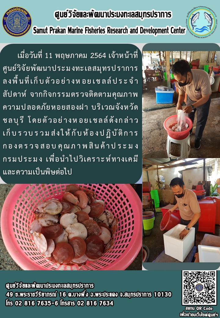 เจ้าหน้าที่ศูนย์วิจัยและพัฒนาประมงทะเลสมุทรปราการลงพื้นที่เก็บตัวอย่างหอยเชลล์จังหวัดชลบุรี..คลิก