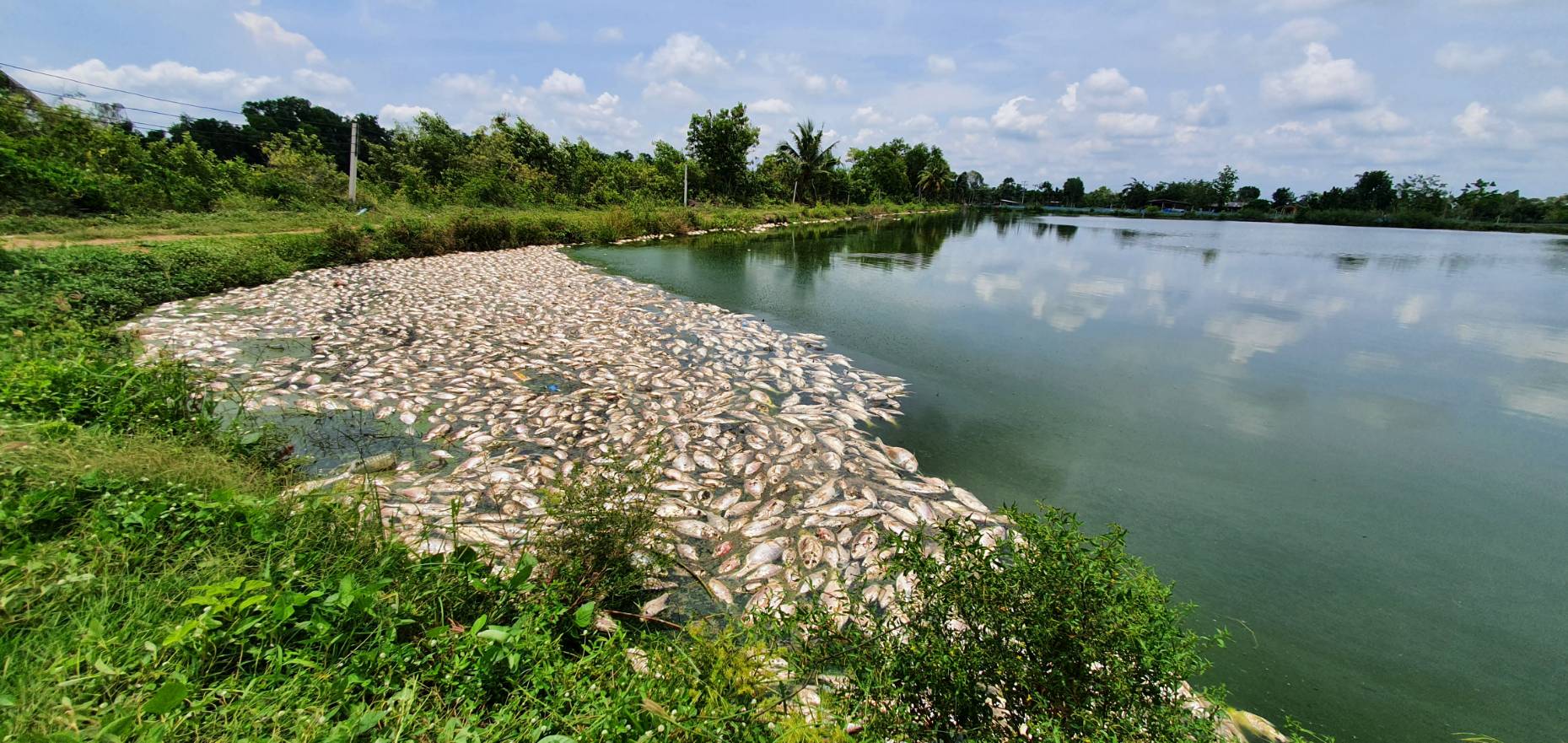 ตรวจสอบปลาตายของบ่อเกษตรกร..คลิก